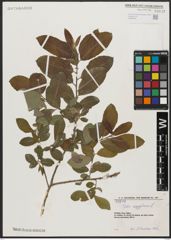 Foto von Salix aegyptiaca L.